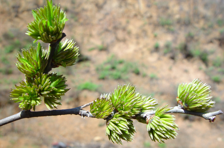 党参阿胶的功效与作用及食用方法