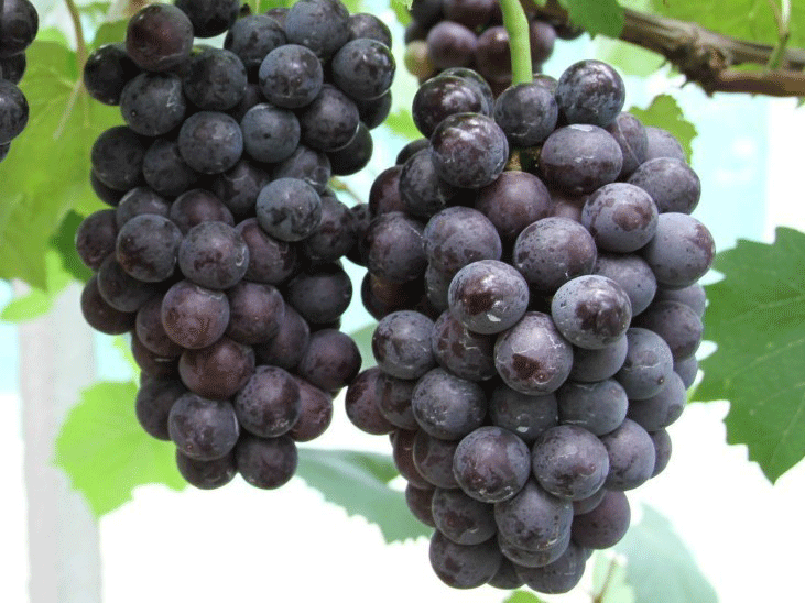 太康县新奇葡萄苗木繁育-早亚宝